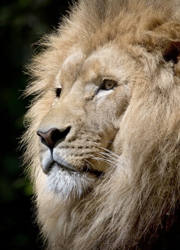 A close-up of a lion's face