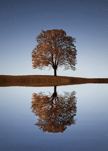 A large tree by a lake at dusk
